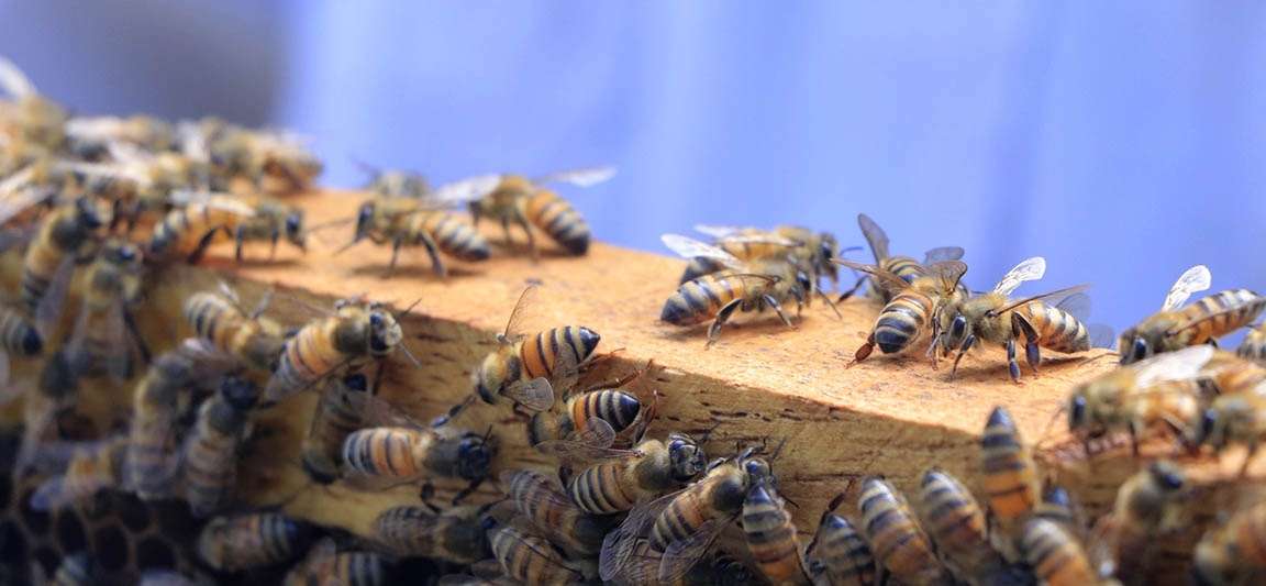 ¡Dulce orgullo nacional! Así ha crecido la exportación de miel guatemalteca en 2025