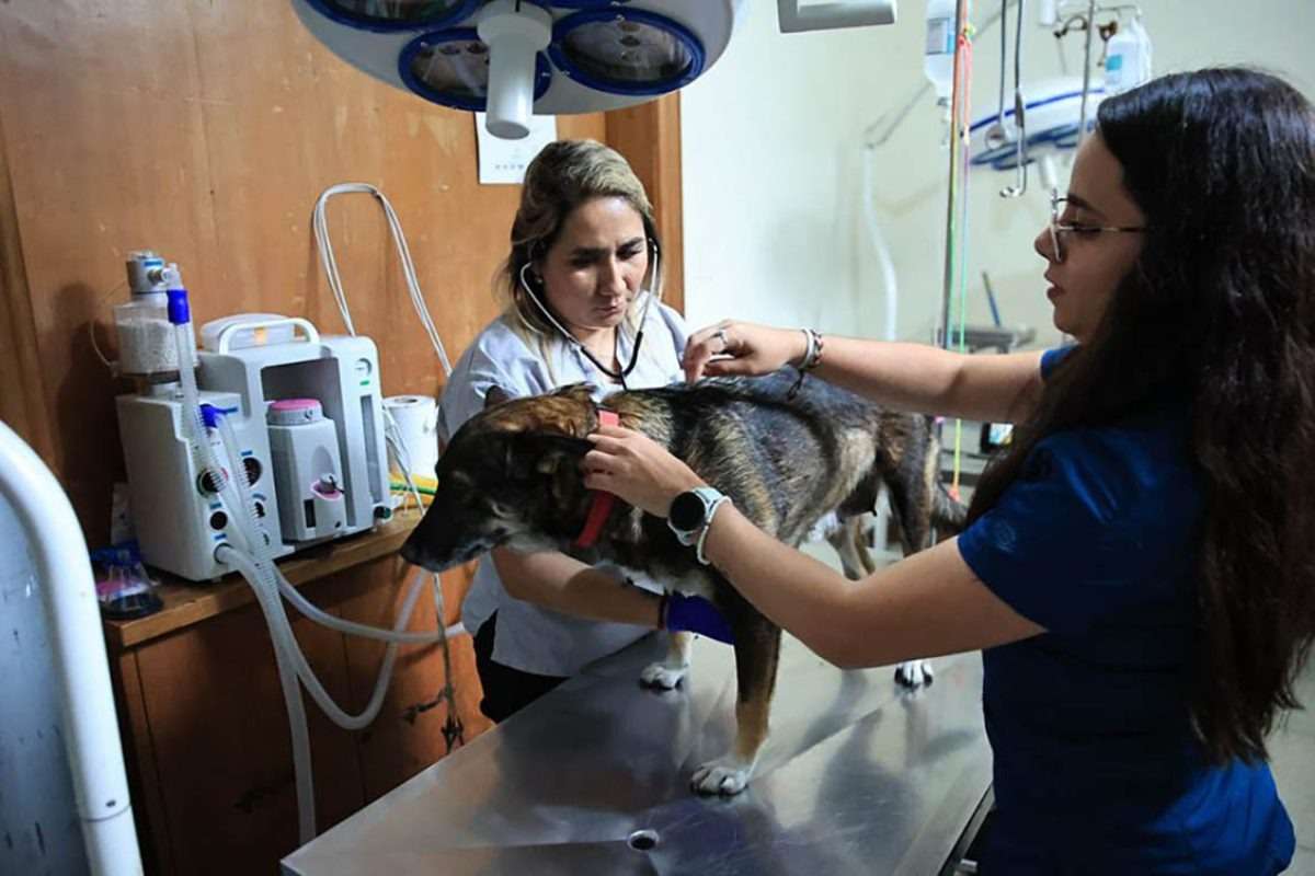 ¿Tu mascota tiene síntomas de Gusano Barrenador? Estos son los puntos de atención gratuita en la ciudad
