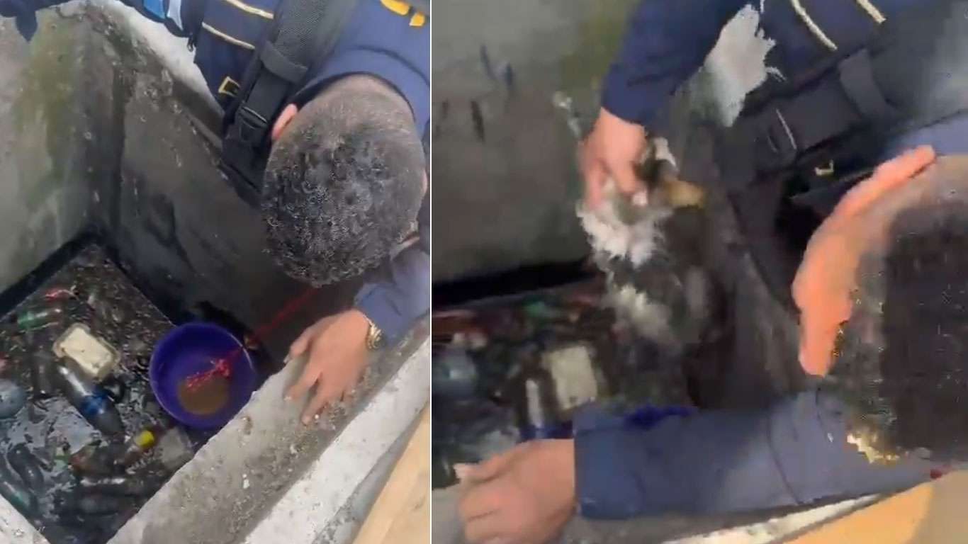 EN VIDEO | Agentes de PNC rescatan a gatito que cayó dentro de tragante en zona 6