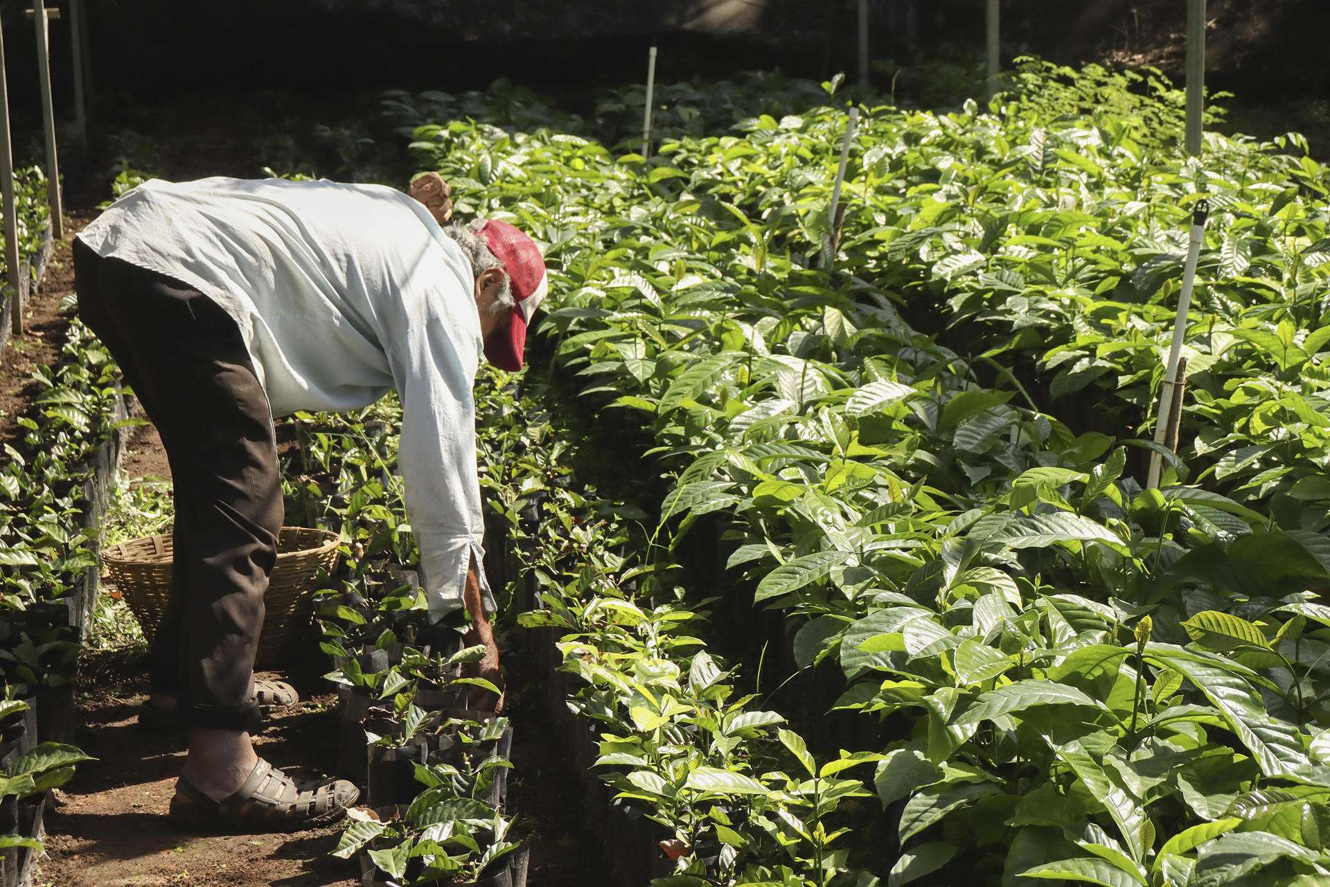 Aranceles de Trump amenazan al café latinoamericano, con precios récord del grano en EEUU