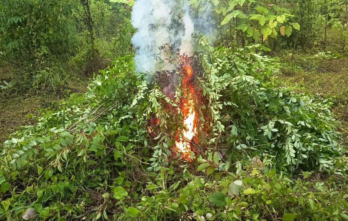 Autoridades incineran millonarias plantaciones de droga en Petén