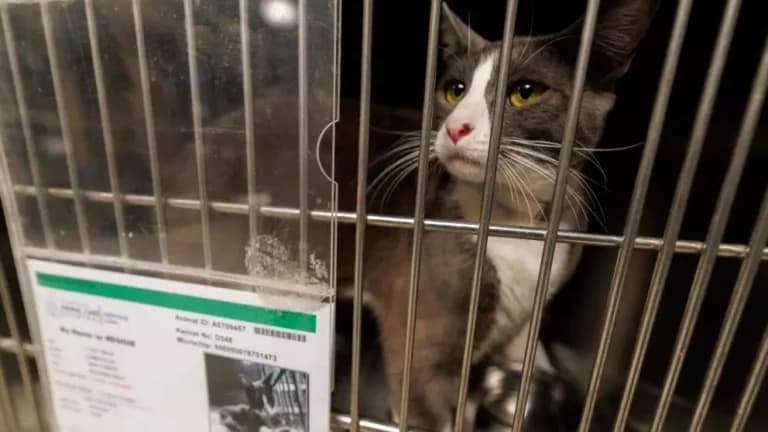 Deportaciones en EE. UU. dejan a cientos de mascotas sin hogar y saturan refugios