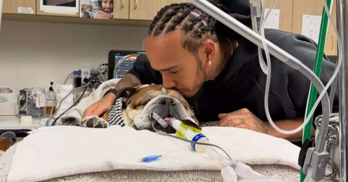 ¡Adiós Roscoe! Este fue el mensaje de Lewis Hamilton luego de la muerte de su bulldog inglés