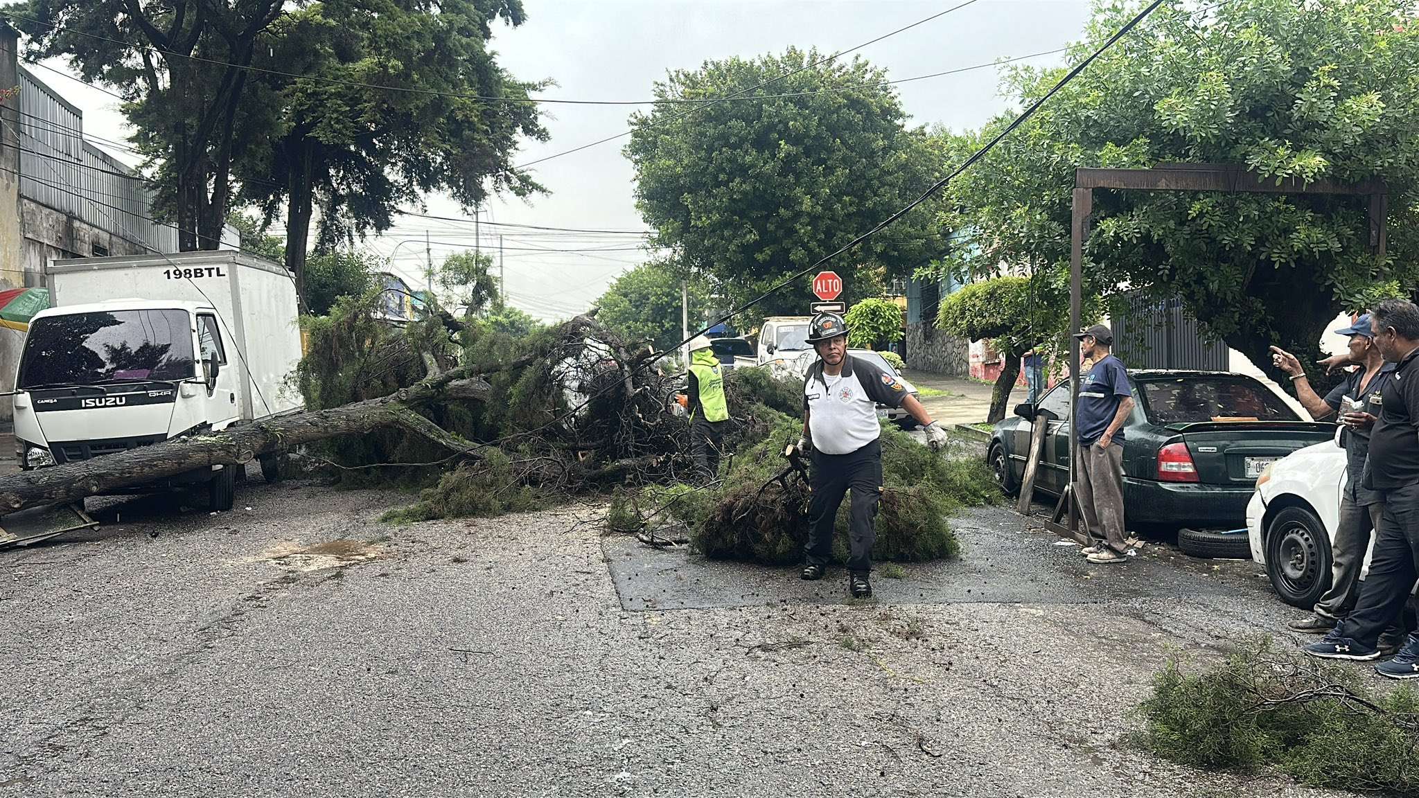 ¡Precaución! Árbol gigante bloquea el paso vehicular en zona 3