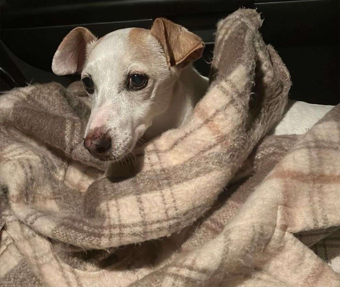 ¡Abrígalos bien! Así puedes cuidar a tus mascotas en esta época fría