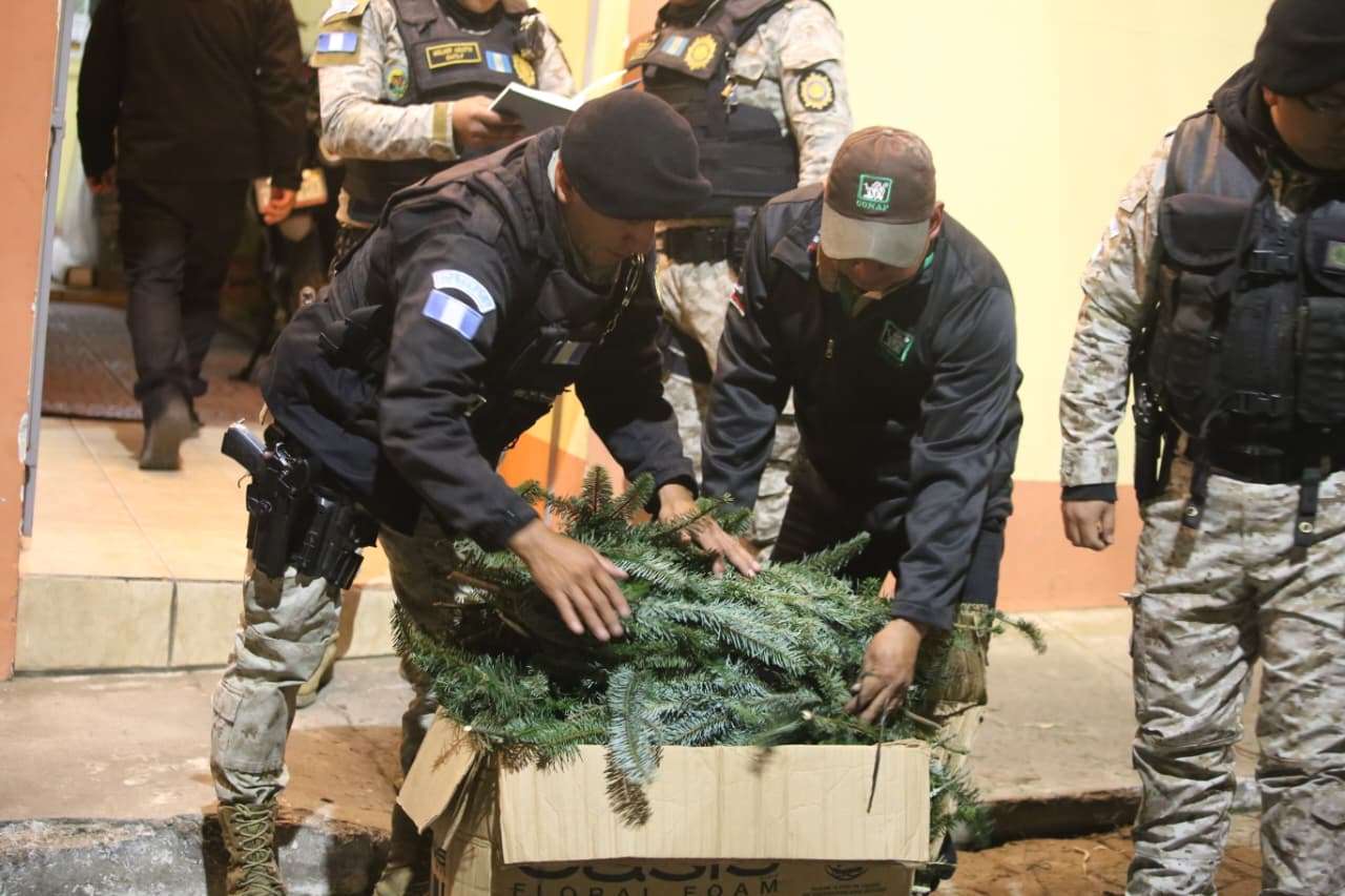 Navidad verde… pero legal: así detectaron casi 5 mil ramillas sin marchamo en Quetzaltenango