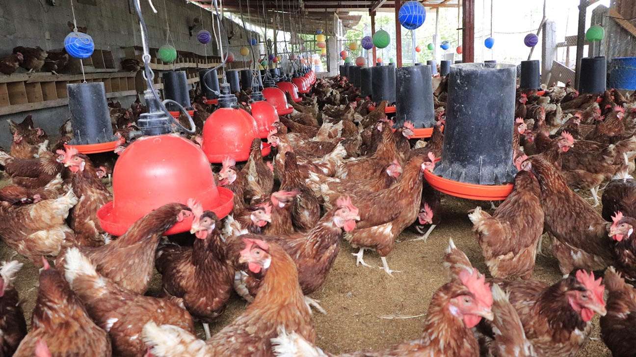 ¡El frío ya está aquí! Cómo proteger la producción cuando bajan las temperaturas