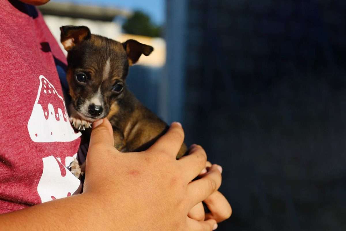 Esta Navidad, no regales una mascota… regala una promesa de amor