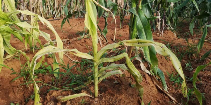 ¿Qué puede perderse con el frío? MAGA alerta sobre cultivos sensibles a las bajas temperaturas