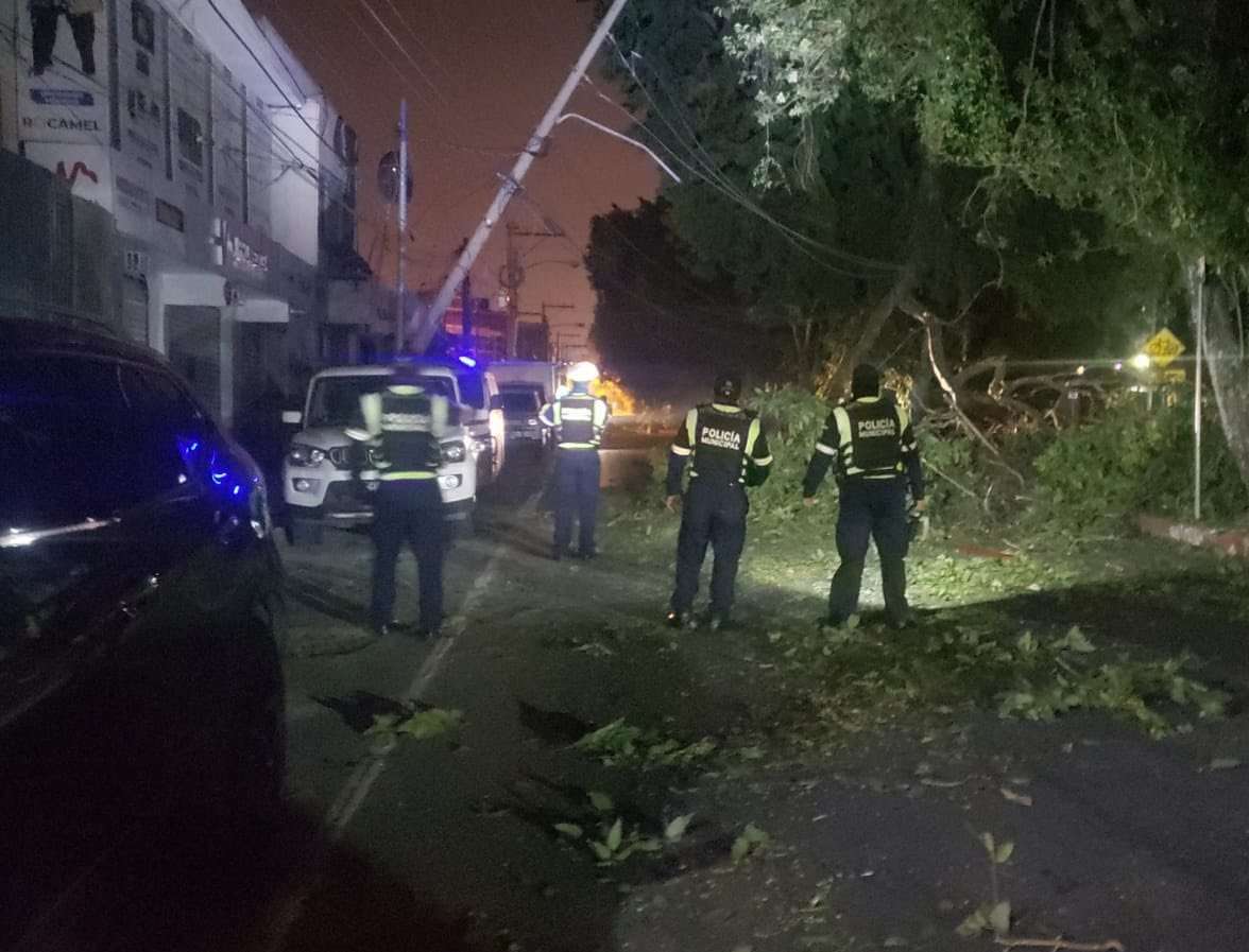 Caída de árbol provoca apagón y cierre vial en zona 11