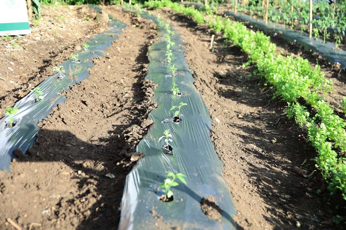 ¡Bajas temperaturas! Cómo proteger cultivos y animales del frío extremo