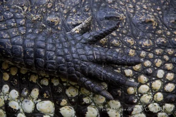 ¡Cuidado con lo que compras! Detectan venta ilegal de carne de especies protegidas en El Calvario