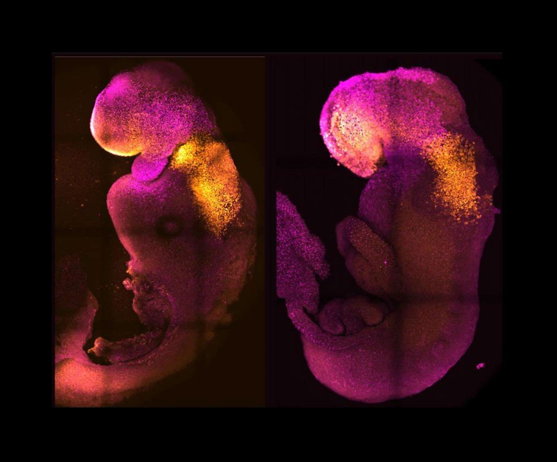 Dos embriones, uno natural y otro sintético, uno al lado del otro, muestran una formación comparable del cerebro y el corazón. EFE/Amadei y Handford
