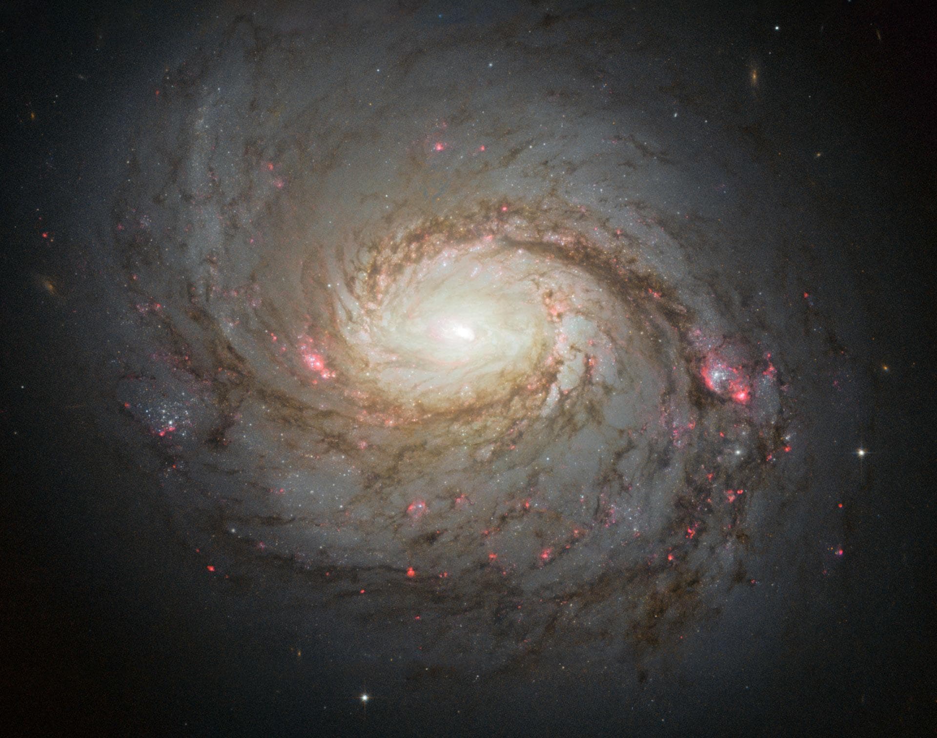 Imagen del Hubble de la galaxia espiral NGC 1068. Crédito: NASA/ESA/A. van der Hoeven. Foto facilitada por la Universidad de Wisconsin-Madison.