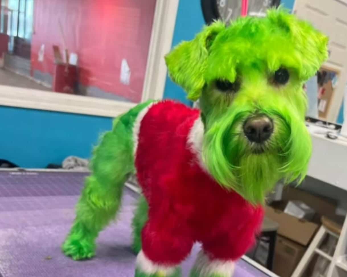 Perro Grinch