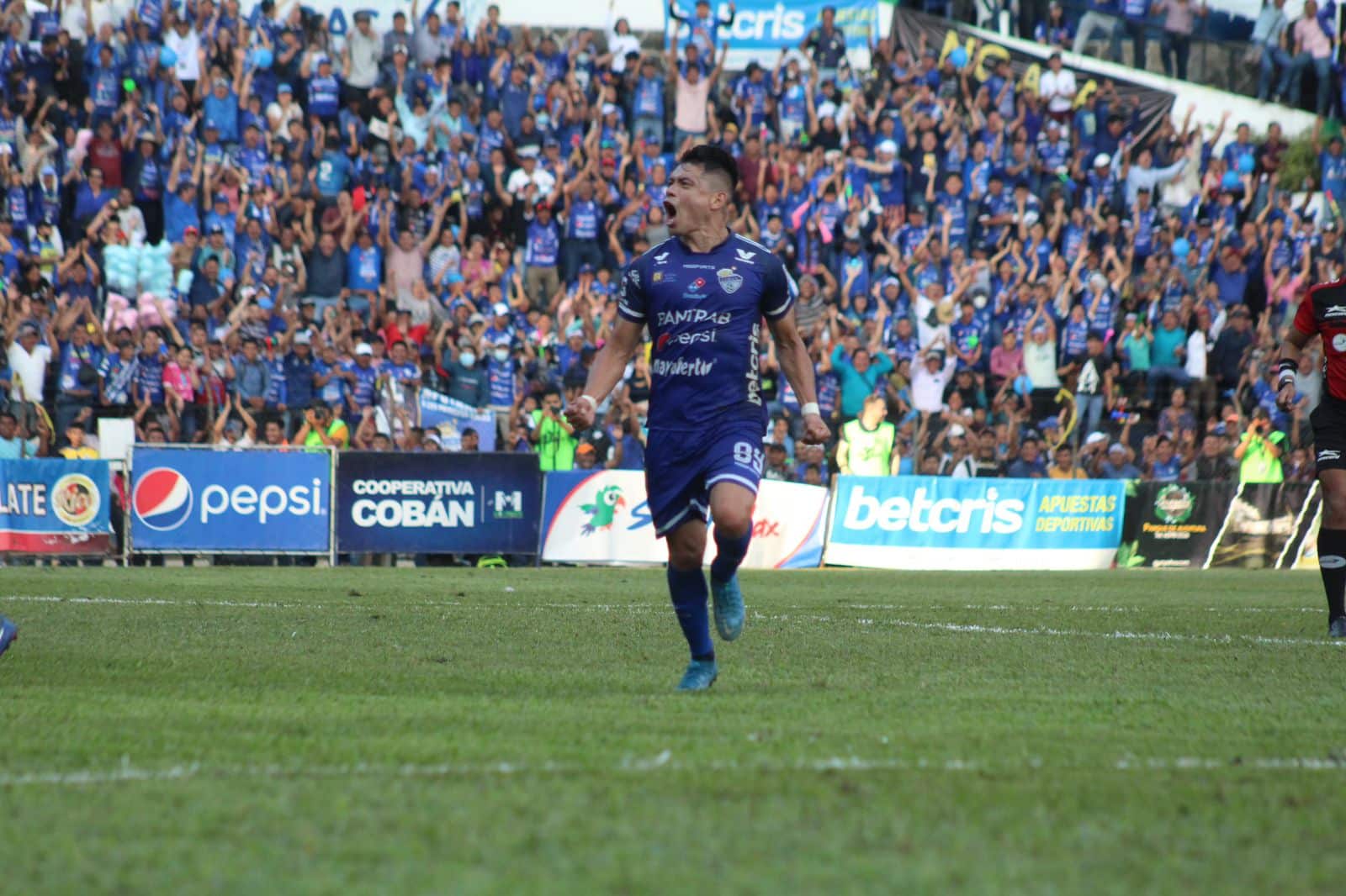 Cobán Imperial Robin