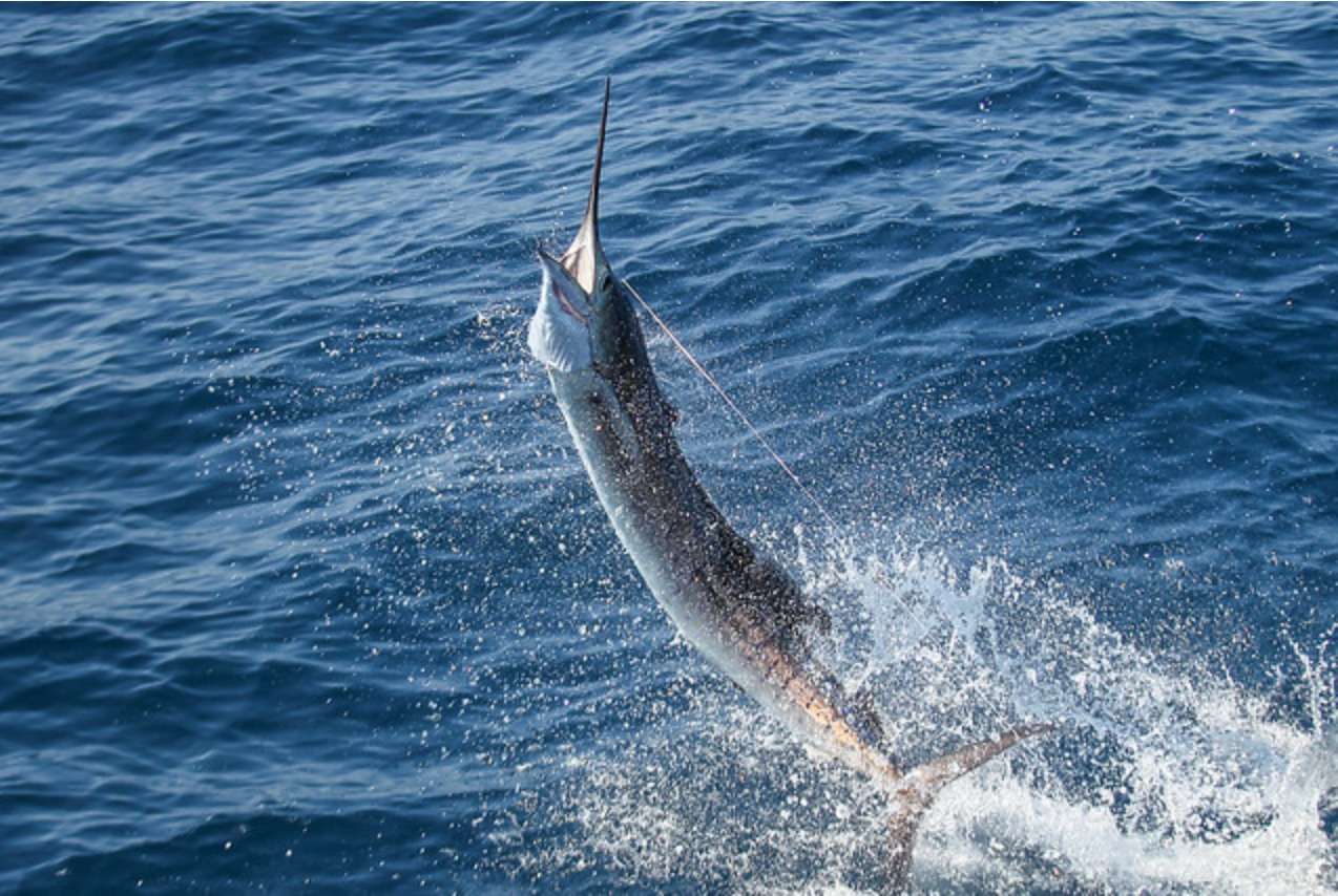 Campeonato Nacional de Liberación de Pez Vela 2023 Alejandro Rivas