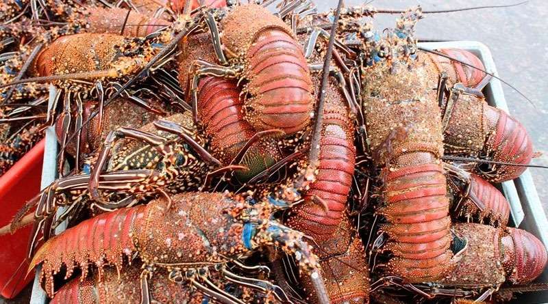 langosta Maga Guatemala