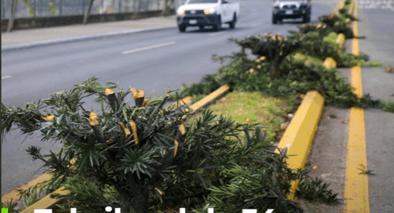 MuniGuate investiga tala ilegal de árboles en Bulevar Juan Pablo II, zona 13