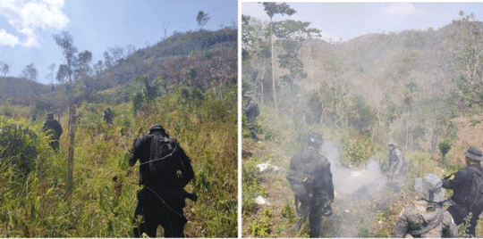 Erradican en Petén matas de marihuana valoradas en Q3 millones