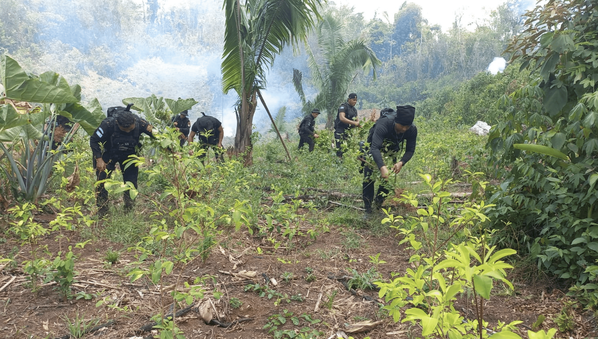 Erradican arbustos de coca en Alta Verapaz