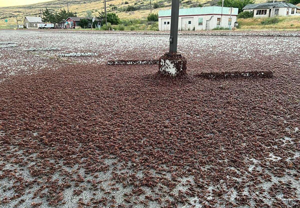 grillos mormones nevada