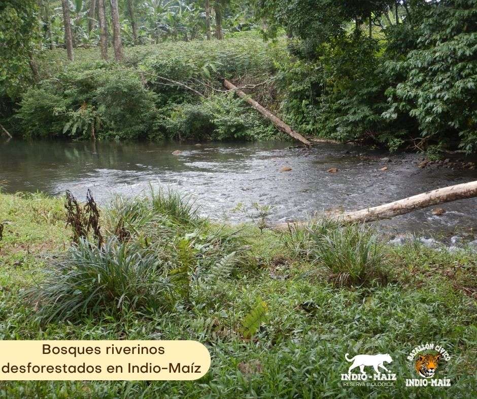 Bosques riverinos deforestados en Indio Maiz Nicaragua
