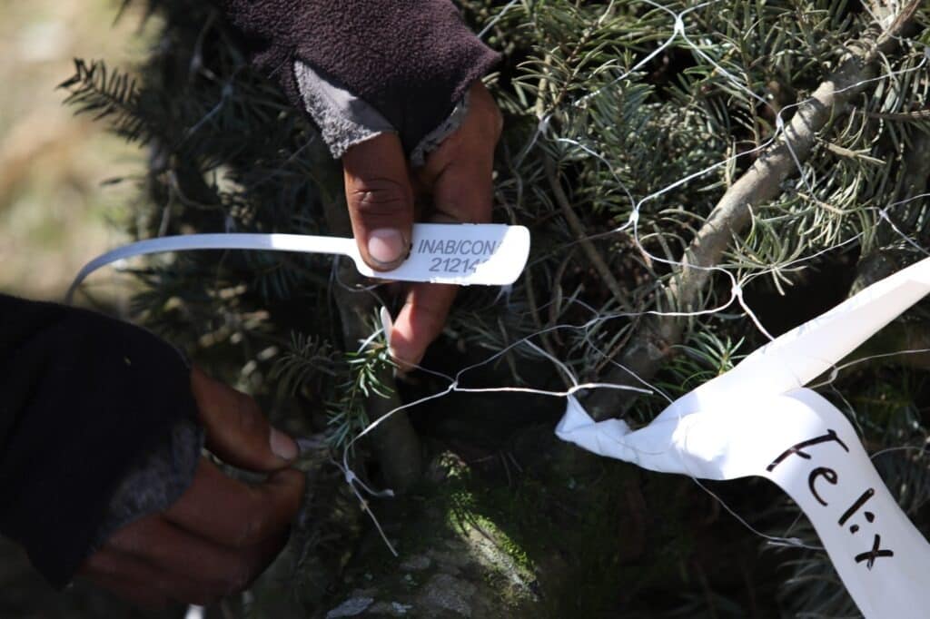 Plantaciones y ventas de pinabete son supervisadas por autoridades