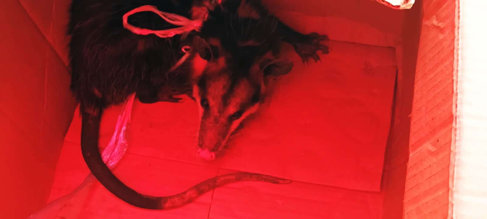 Zarigüeya sorprende a comerciantes y se metió a un negocio