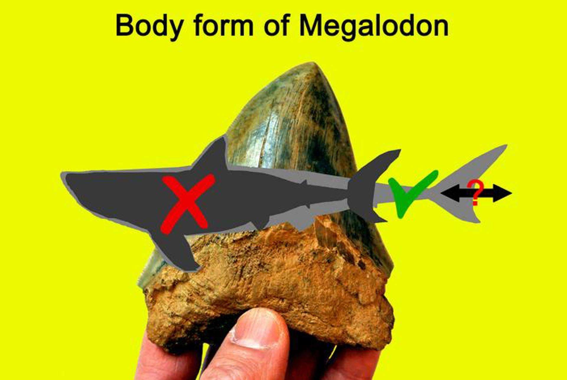 megalodon es mas pequeño