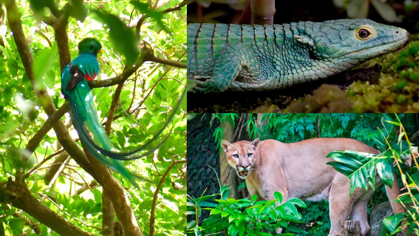 fauna en Volcán de Agua