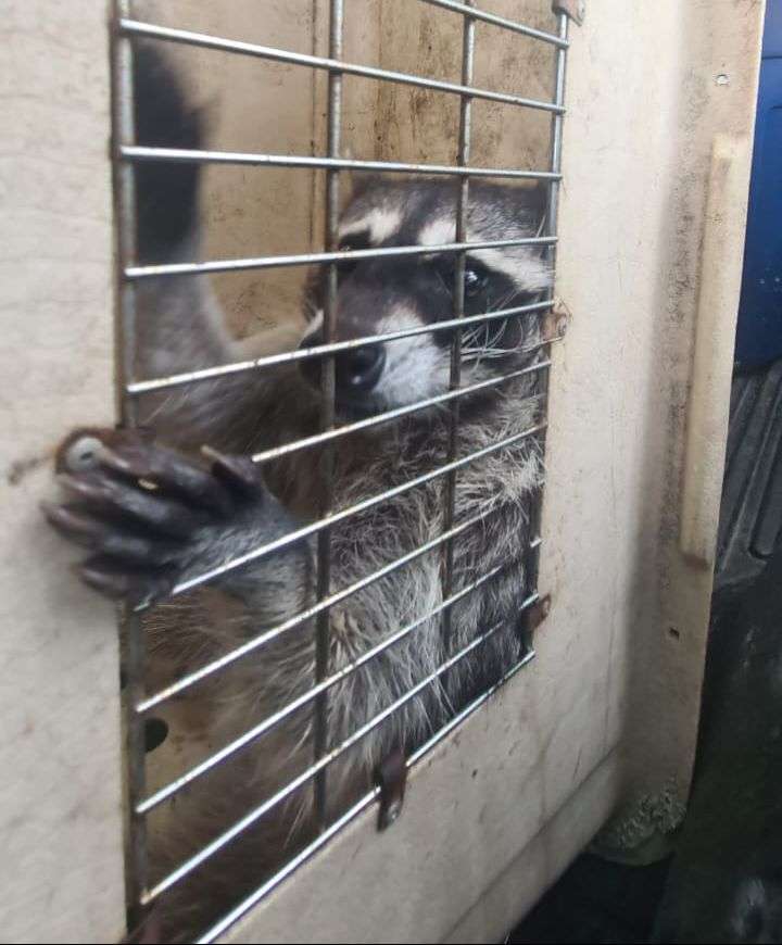 Conap confirma que murió un mapache, y no, no fue Pedro