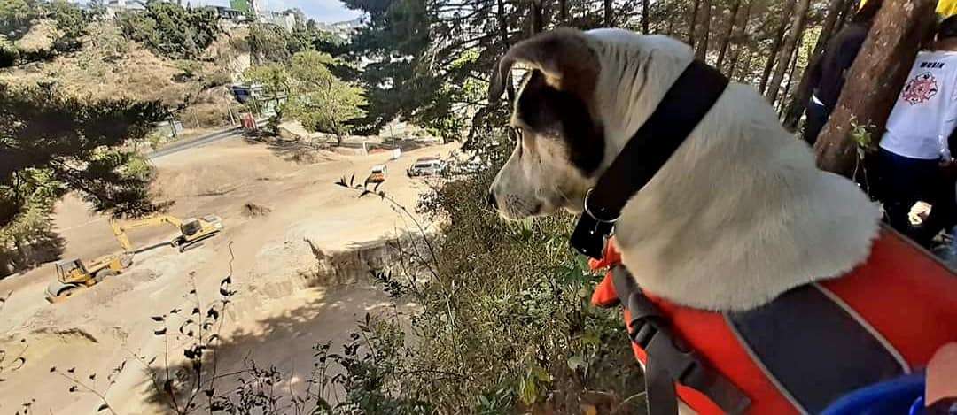 Mincho: El perro rescatista que dejó huella