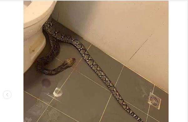 Tailandés sufre el susto de su vida al ser mordido por una pitón en su sanitario