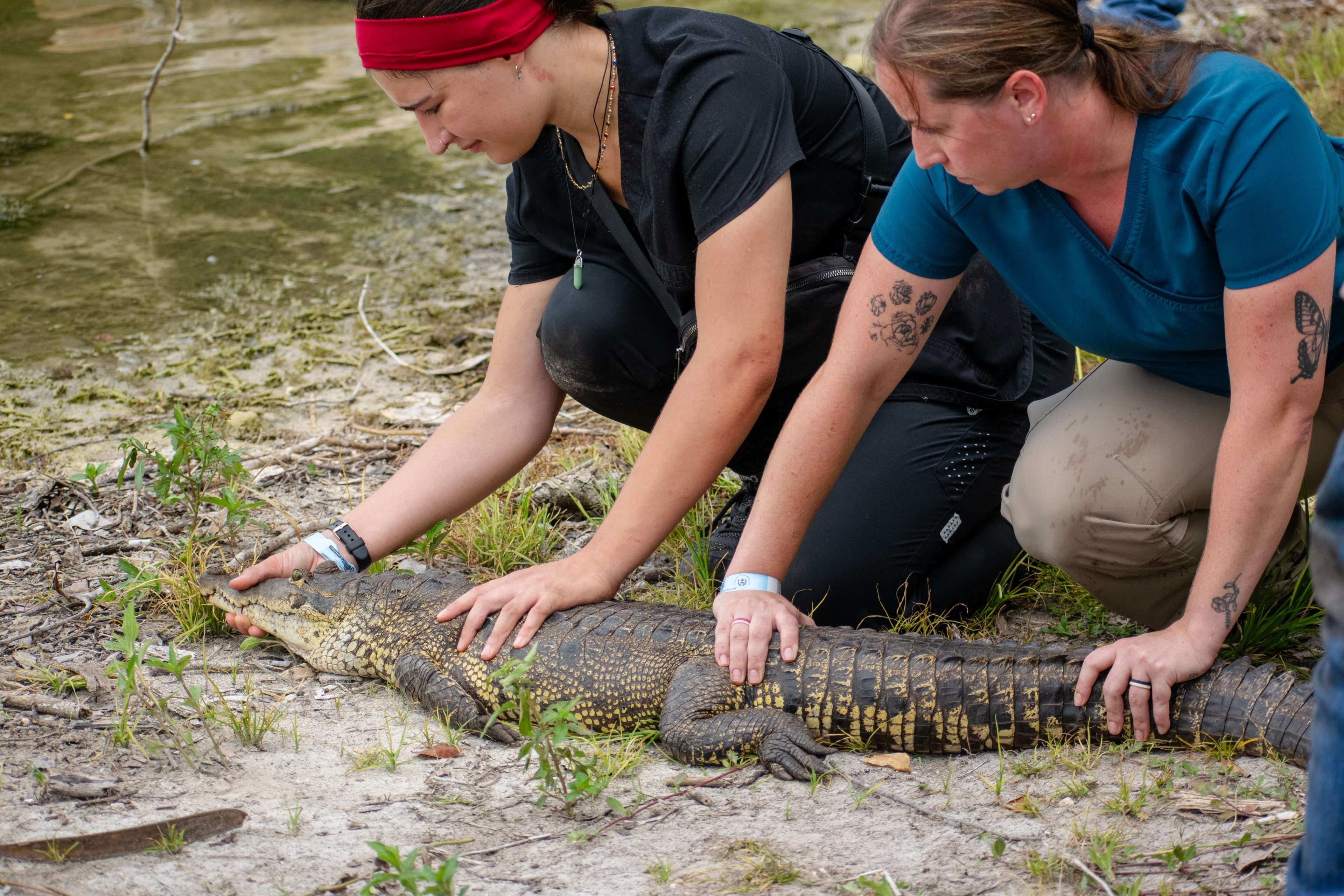 Nueve cocodrilos regresan a su hábitat natural en Yaxhá Nakum Naranjo