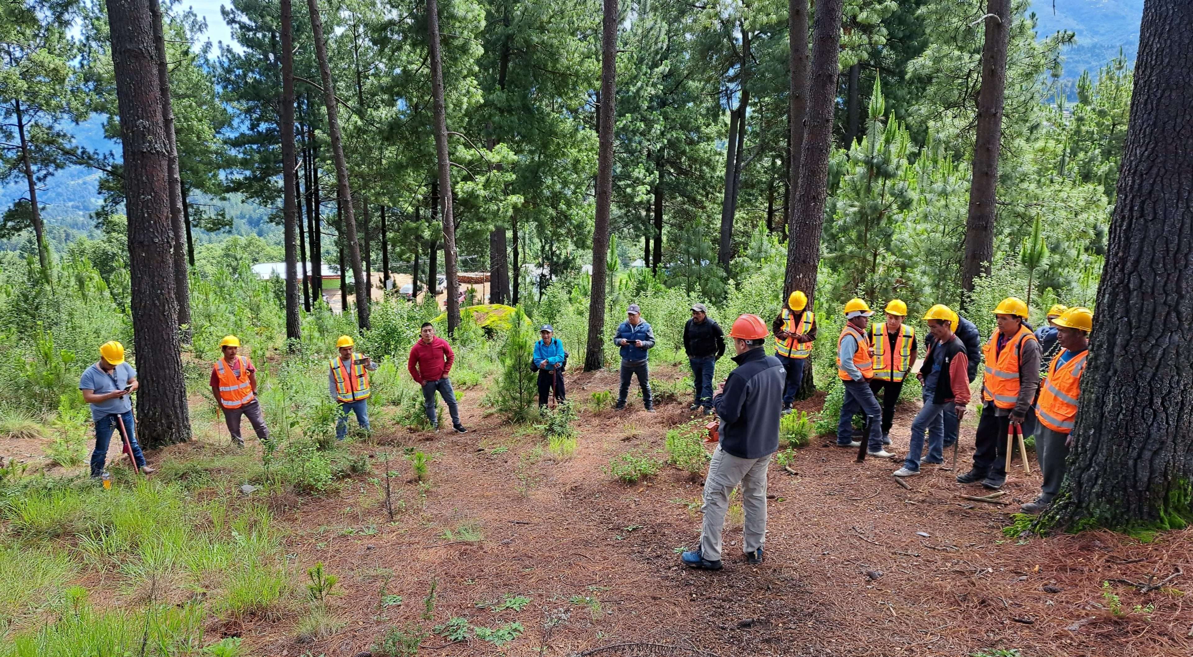 ¿Sabías qué? La clave del futuro está en el manejo forestal sostenible