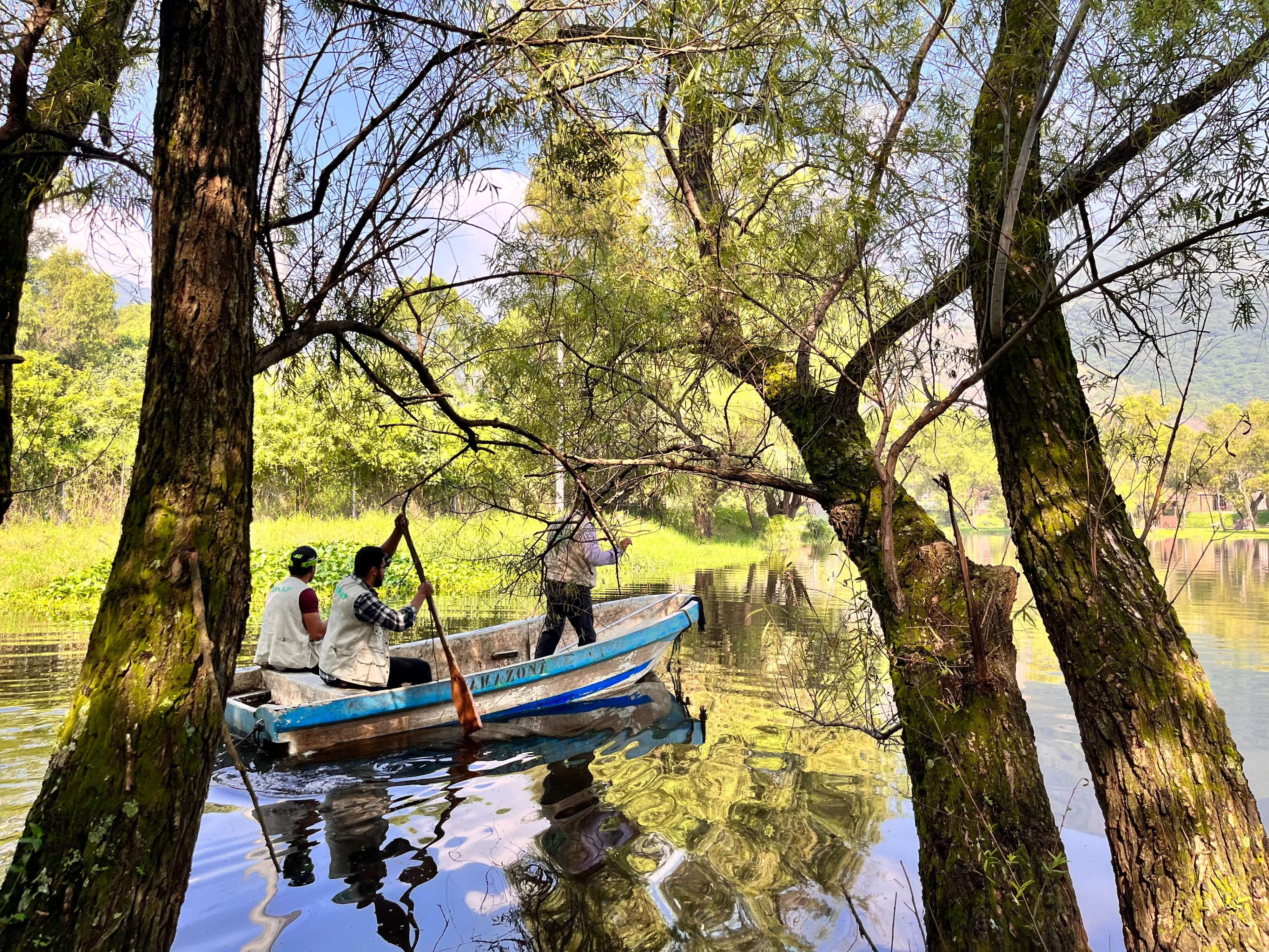 ¿Cocodrilos en la laguna de Residenciales Las Lilas, Amatitlán?
