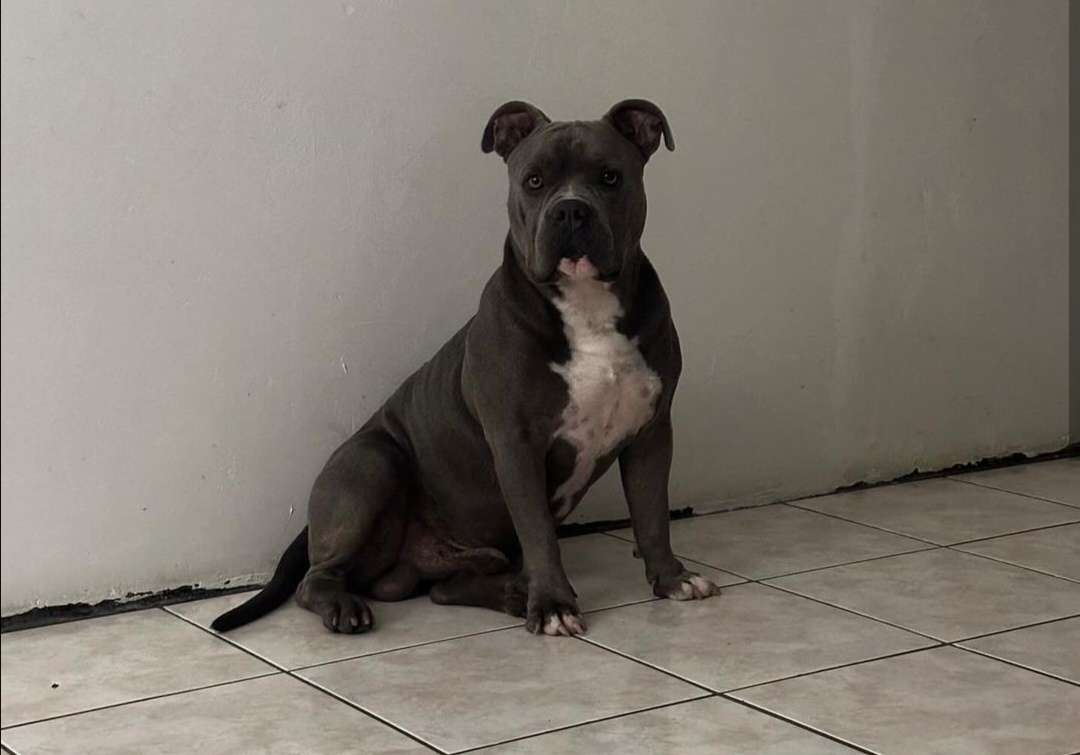 Denuncian acto de crueldad animal en Villa Nueva y piden castigo contra mujer