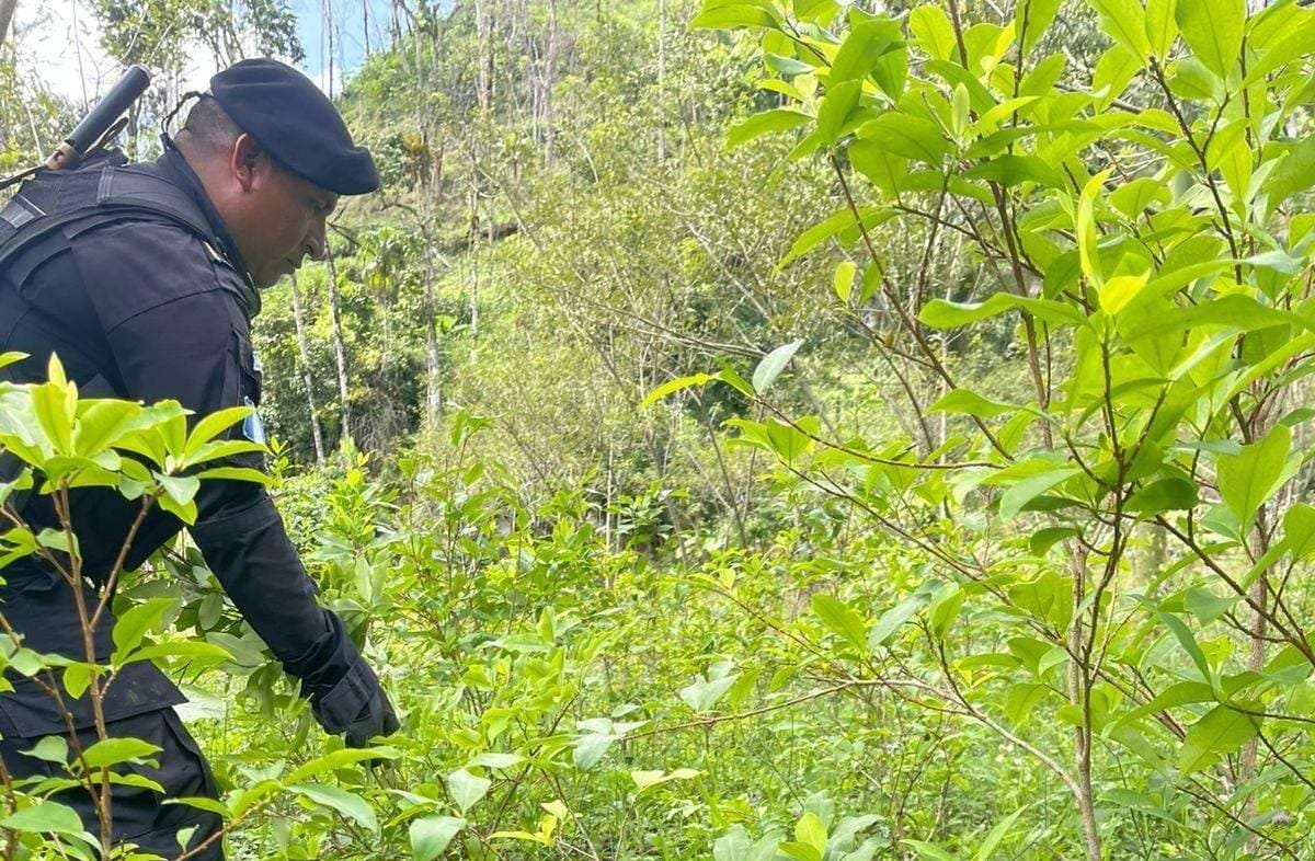 Erradican más de 84 mil arbustos de coca en Alta Verapaz