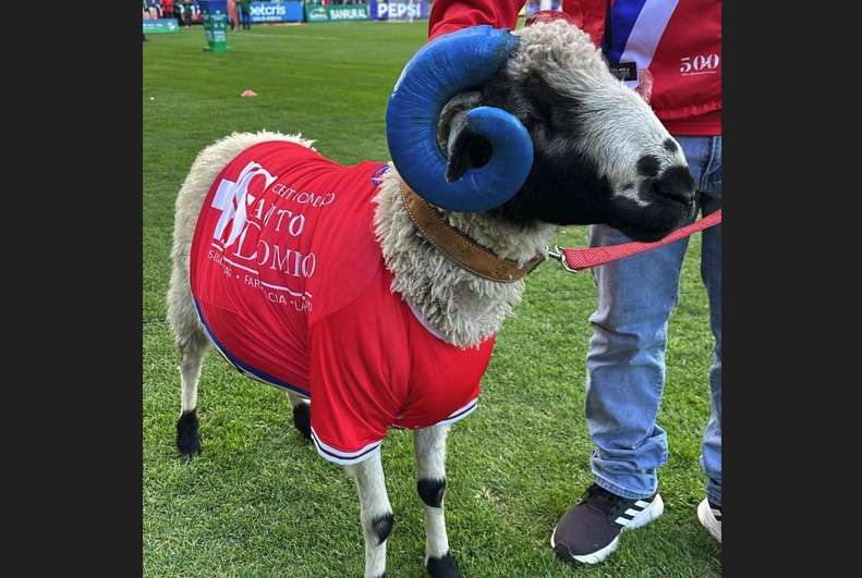 Fallece «Mingo», la mascota oficial del campeón Xelajú MC