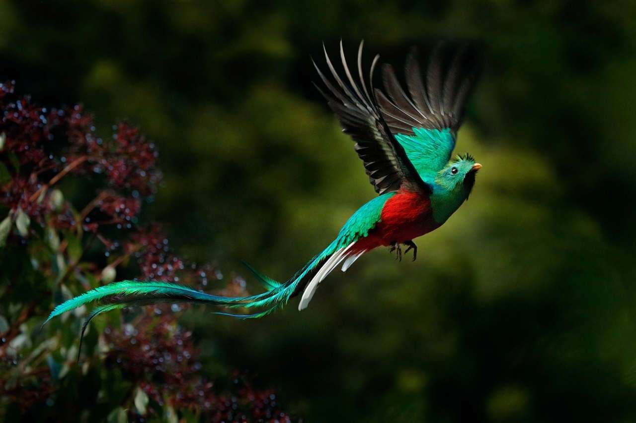 ¿Un nuevo amanecer? El quetzal y su cría, una promesa de resistencia en los bosques nubosos