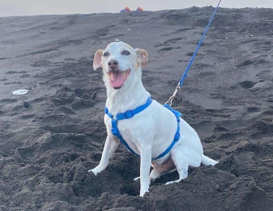 ¡Listos para la aventura! Pero primero… cuida a tu mascota