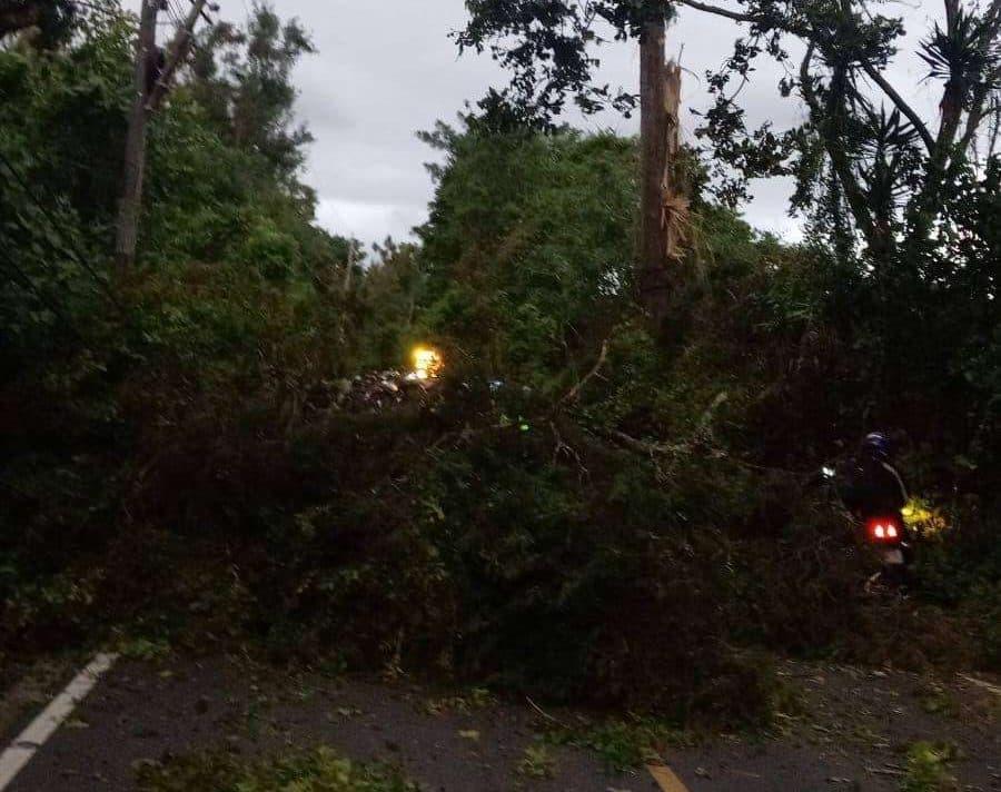 Árbol caído bloquea completamente la ruta hacia Santa Elena Barillas