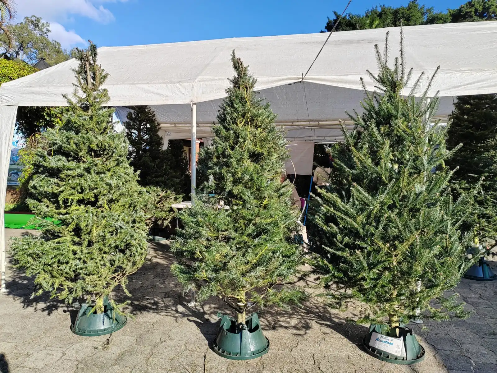 ¡Arranca la temporada navideña! Inicia el plan para proteger el pinabete en Quetzaltenango